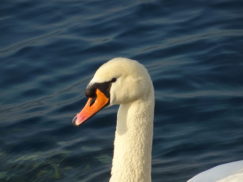 Cygnus olor